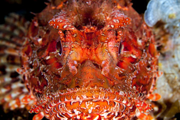 Scorpionfish, Scorpaenidae are a family of mostly marine fish that includes many of the world's most venomous species