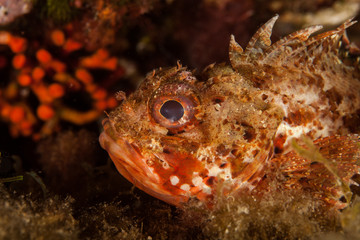 Scorpionfish, Scorpaenidae are a family of mostly marine fish that includes many of the world's most venomous species