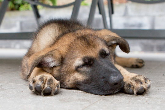 Herderpup ligt te slapen