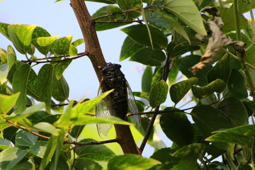 Cicada in Japan,summer vacation
