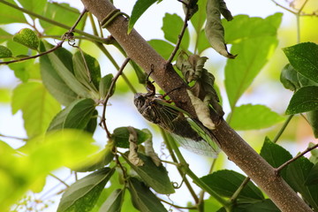 Cicada in Japan,summer vacation