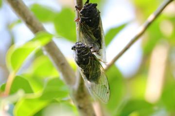 Cicada in Japan,summer vacation