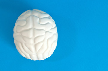 Human brain isolated on blue
