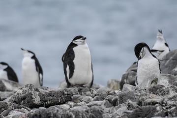 manchots à jugulaire
