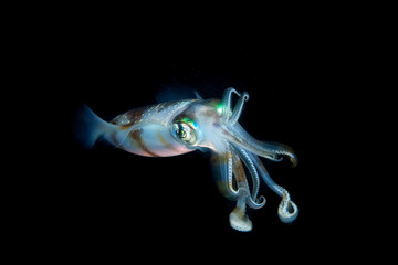 Squid are cephalopods in the superorder Decapodiformes with elongated bodies