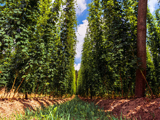 Bavarian Original and traditional Hop garden with its great symmetry