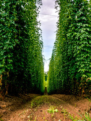 Bavarian Original and traditional Hop garden with its great symmetry