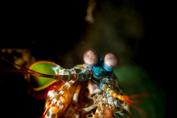 Peacock mantis shrimp, harlequin mantis shrimp, painted mantis shrimp, or clown mantis shrimp, Odontodactylus scyllarus