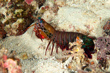 Peacock mantis shrimp, harlequin mantis shrimp, painted mantis shrimp, or clown mantis shrimp, Odontodactylus scyllarus