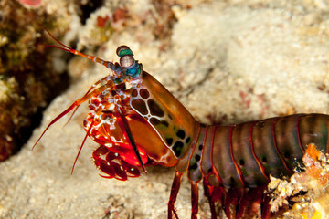 Peacock mantis shrimp, harlequin mantis shrimp, painted mantis shrimp, or clown mantis shrimp, Odontodactylus scyllarus