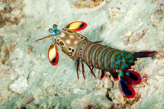 Peacock mantis shrimp, harlequin mantis shrimp, painted mantis shrimp, or clown mantis shrimp, Odontodactylus scyllarus