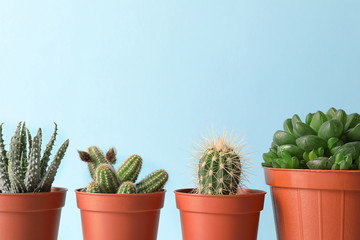 Beautiful succulent plants in pots against blue background, space for text. Home decor