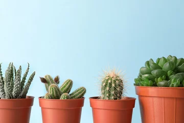 Tuinposter Cactus in pot Mooie vetplanten in potten tegen blauwe achtergrond, ruimte voor tekst. Huisdecoratie