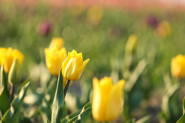 Obraz premium Fresh beautiful tulips in field, selective focus. Blooming flowers