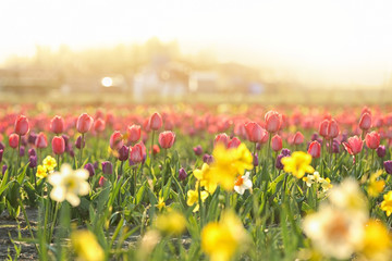 Obraz premium Field with fresh beautiful narcissus flowers on sunny day