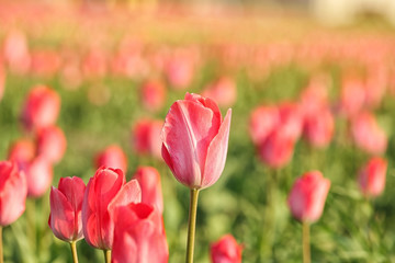 Obraz premium Field with fresh beautiful tulips. Blooming flowers