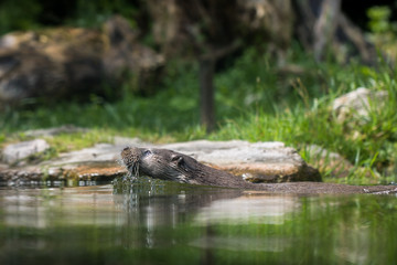 Loutre