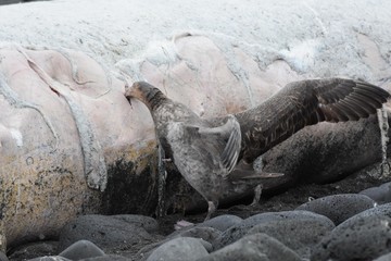pétrel géant dégustant une baleine