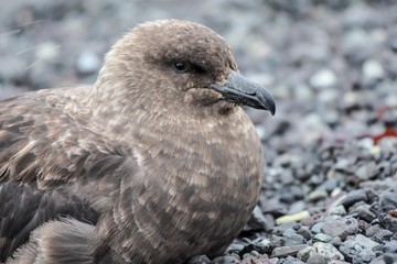 oiseau labbe antarctique