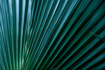Closeup view of green tropical leaf as background