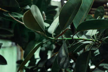 Naklejka na ściany i meble Beautiful tropical green leaves in botanical garden, closeup