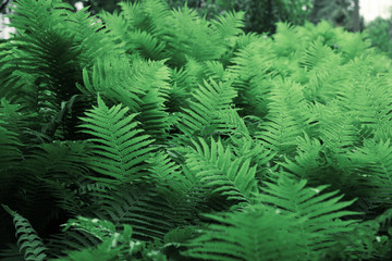 Fototapeta na wymiar Beautiful green tropical leaves in botanical garden