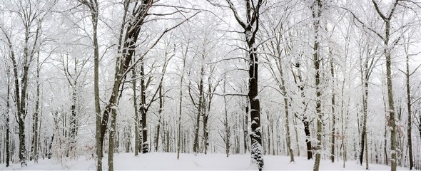 winter panorama in the forest