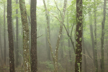霧に包まれる森
