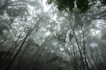 霧に包まれる森