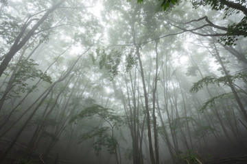 霧に包まれる森