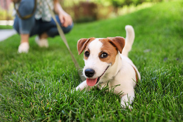 Adorable Jack Russell Terrier dog on green grass outdoors - obrazy, fototapety, plakaty