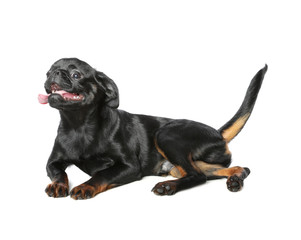 Adorable black Petit Brabancon dog lying on white background