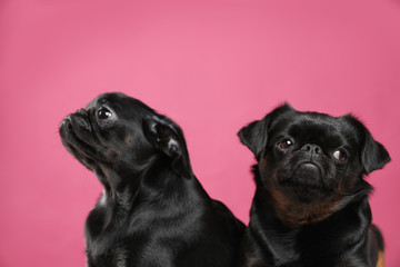 Adorable black Petit Brabancon dogs on pink background