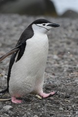 manchot à jugulaire