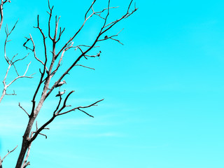 Obraz premium The Asian openbill or Openbill stork on completely dry tree growing against the blue sky