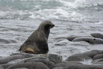 otarie à fourrure