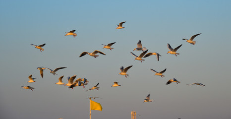 Seagulls flying in a blue sky