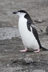 Fototapeta na wymiar manchot à jugulaire antarctique