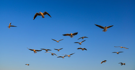 Seagulls flying in a blue sky