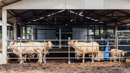 Herd of cows close-up on American Thai Brahman cows in cowshed on dairy farm. Agriculture Industry,...