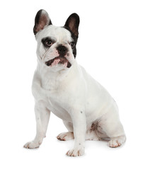 Fototapeta premium French bulldog on white background. Adorable pet