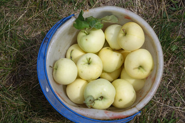harvest of white apples in a bucket