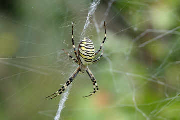 Argiope spider on the web