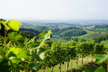Weingarten Südsteiermark