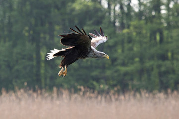 Ein fliegender Seeadler in der Seitenansicht, im Hintergrund Schilf und Wald