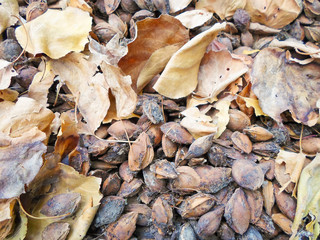 Kernel of dried apricot. Dry leaves, closeup as a background. many apricot kernels
