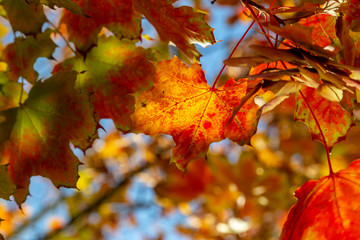 farbiges Herbstlaub an einem Baum, Ahorn