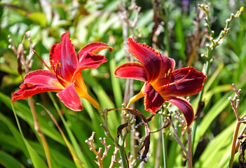Fototapeta premium Lily flowers closeup in summer time