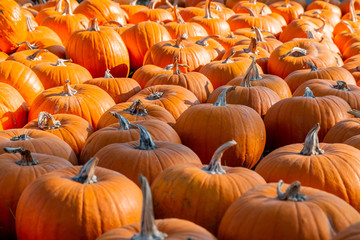 sehr viele orange Kürbise liegen auf einem Haufen