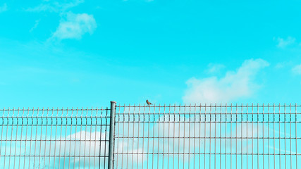 Fototapeta premium Bird on barbed wire fence, bird on blue sky